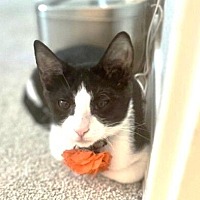 adopt-pet
