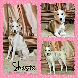 Thumbnail photo of Shasta #4