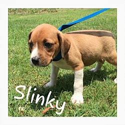 Thumbnail photo of Slinky (POM dc) #4