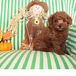 Photo of Poodle, Standard Puppies