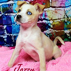 Thumbnail photo of Jazzy Jenni~adopted! #4