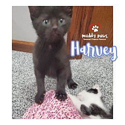 Photo of Harvey - no longer accepting applications