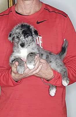 New Philadelphia, OH - Australian Shepherd/Toy Fox Terrier. Meet Ava a