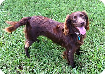 chocolate boykin spaniel