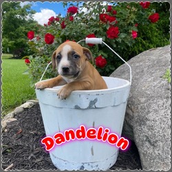 Thumbnail photo of Dandelion "Danny" #1