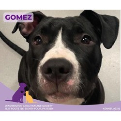 Thumbnail photo of Gomez #1