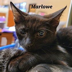 Thumbnail photo of Marlowe & Malaya #2