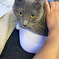 adopt a pet