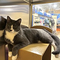 adopt a pet