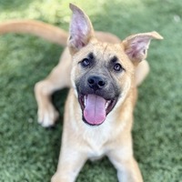 adopt a pet