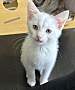 COLBY (BONDED TO CODY) - Domestic Shorthair available for adoption