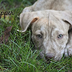 Thumbnail photo of Clipper~adopted! #1
