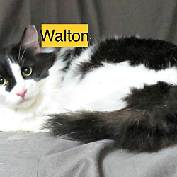 Thumbnail photo of Walton #3