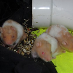 Thumbnail photo of Hamsters #3