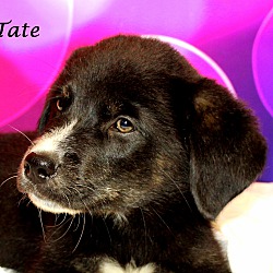 Thumbnail photo of Tate~adopted! #2