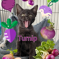 Photo of Turnip