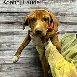 Thumbnail photo of Koehn, Laurie #2