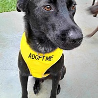 adopt a pet