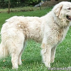 Thumbnail photo of Sandy in TN - Pocket-Pyr People-Lover! #3