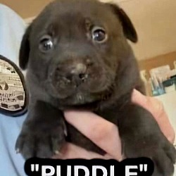 Thumbnail photo of Puppy Puddle #3