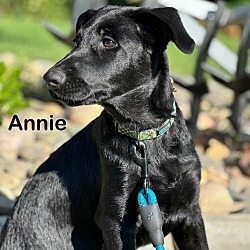 Thumbnail photo of Annie #2