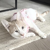 adopt a pet