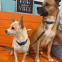 adopt-pet