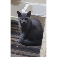 adopt-pet