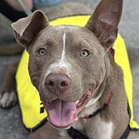 adopt a pet