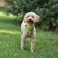 adopt-pet