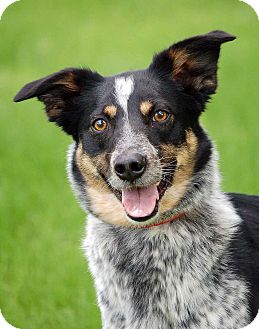 australian cattle dog mixed with border collie