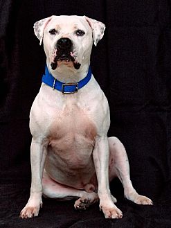 Dog Training Rockaway Nj Dog Training Rockaway Nj