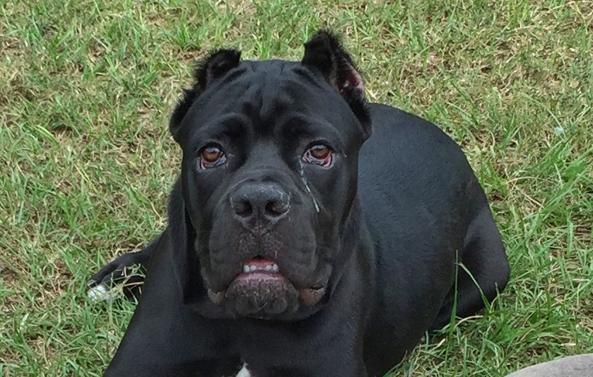 Orlando Fl Cane Corso Meet Aria A Pet For Adoption