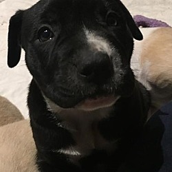Thumbnail photo of Black w White nose Pup Male #1
