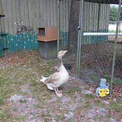 Thumbnail photo of Buff Toulouse goose #1
