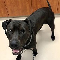 Labrador Retriever Puppies For Sale In St Augustine Florida Adoptapet Com