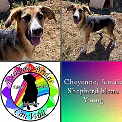 Photo of Cheyenne