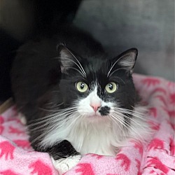 Photo of Tux