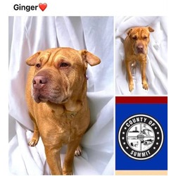 Photo of GINGER