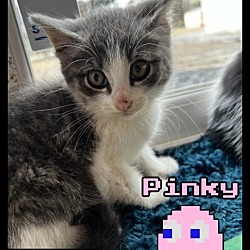Photo of Pinky