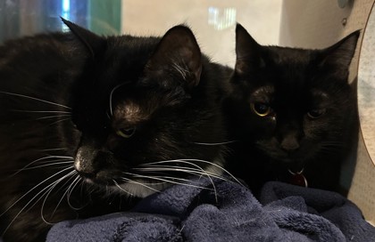 Photo of Salem - Bonded to JD - AVAILABLE
