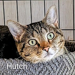 Photo of Hutch