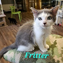 Thumbnail photo of Fritter #1