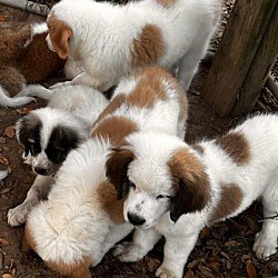 Thumbnail photo of Puppies #2