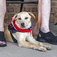 adopt a pet
