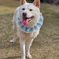 adopt-pet