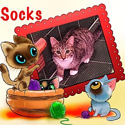 Thumbnail photo of Socks #1