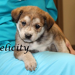 Thumbnail photo of Felicity~adopted! #3