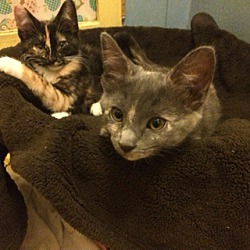 Thumbnail photo of Mrs. Grey and Brownie #1