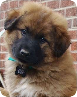 great pyrenees mix puppies for sale